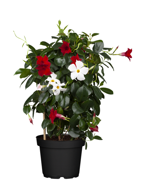 Dipladenia Spalier T 17