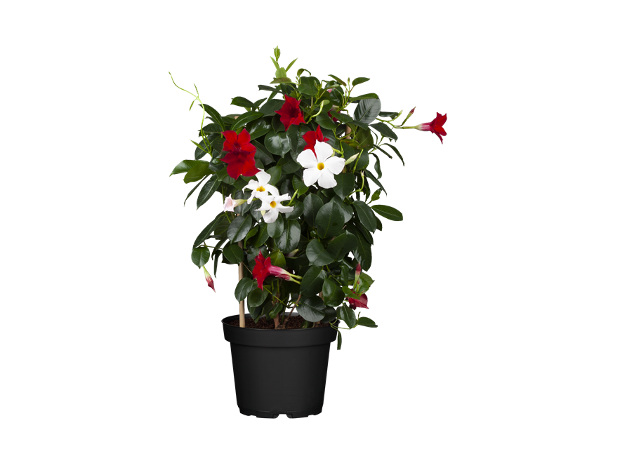 Dipladenia Spalier T 17
