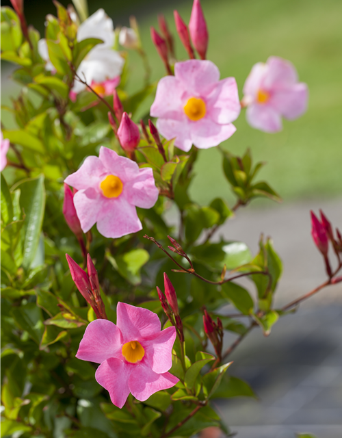 Dipladenia Pyramide 