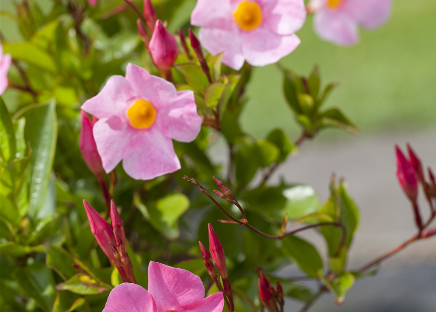 Dipladenia Pyramide 