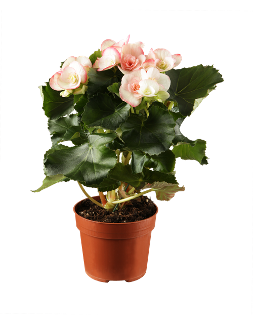 Elatiorbegonie