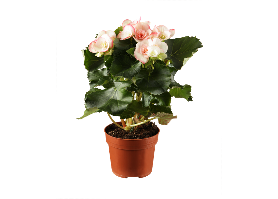 Elatiorbegonie