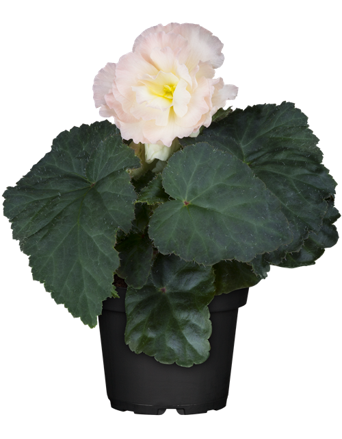 Begonia tuberhybrida 