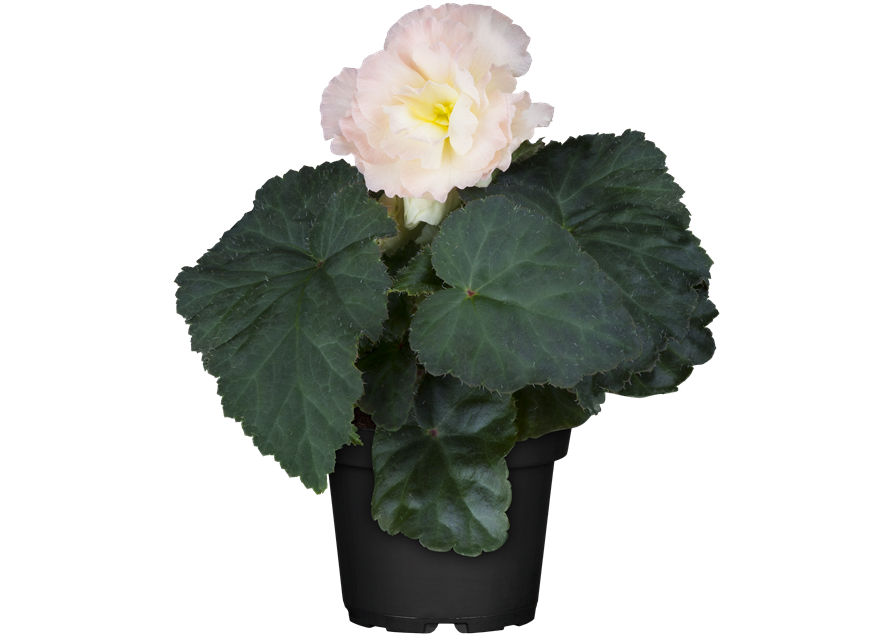 Begonia tuberhybrida 