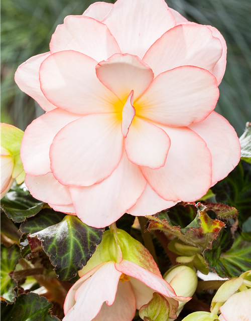 Begonia tuberhybrida 