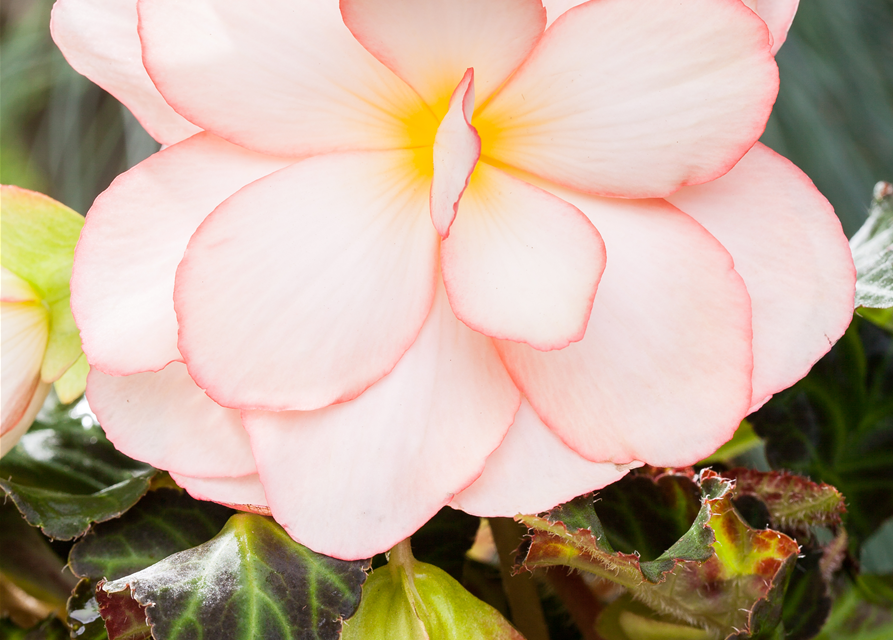 Begonia tuberhybrida 