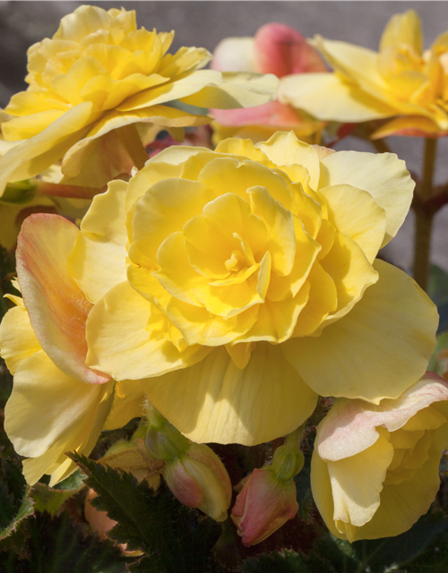 Begonia tuberhybrida 