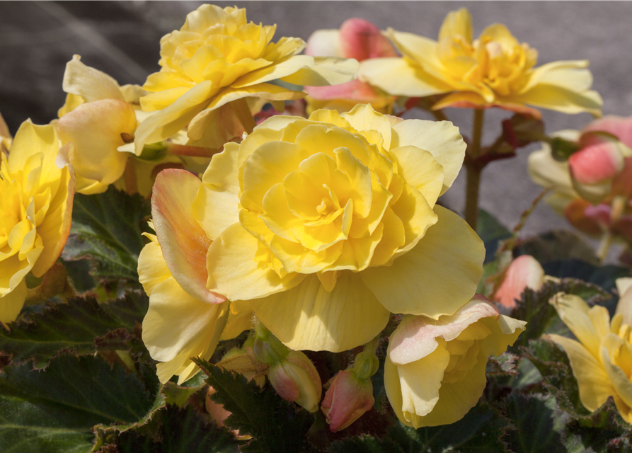Begonia tuberhybrida 