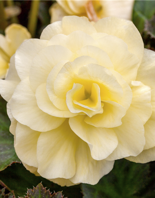 Begonia tuberhybrida 