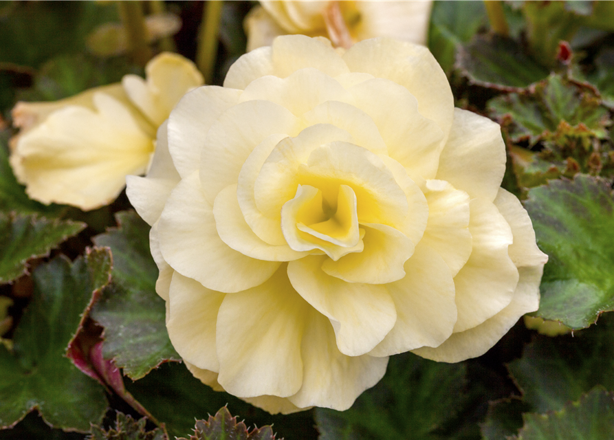 Begonia tuberhybrida 