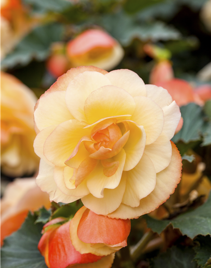 Begonia tuberhybrida 