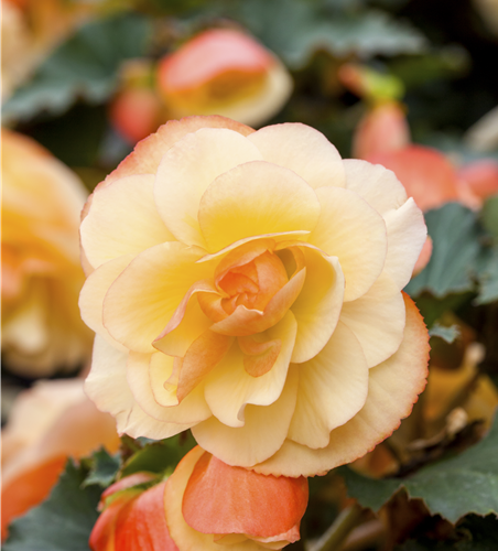 Begonia tuberhybrida 