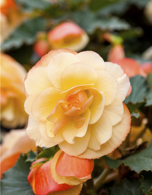 Begonia tuberhybrida 