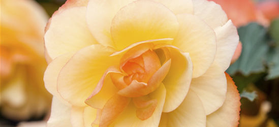 Begonia tuberhybrida 
