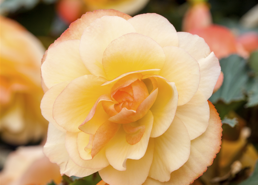 Begonia tuberhybrida 
