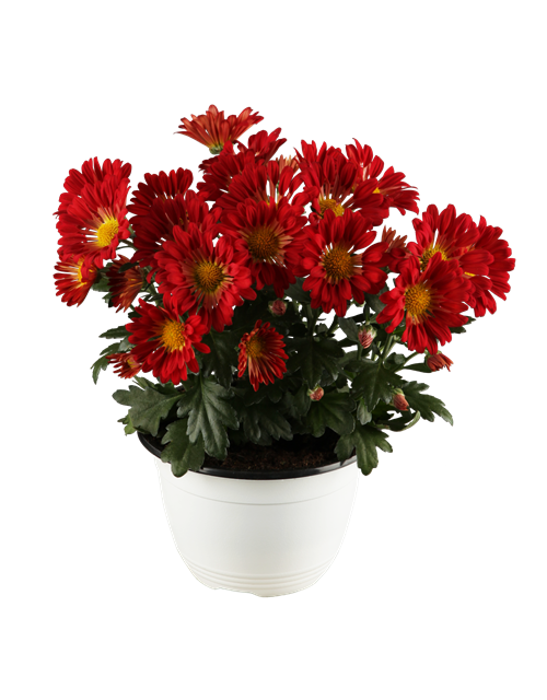 Chrysantheme
