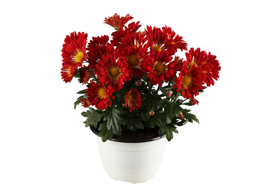 Chrysantheme
