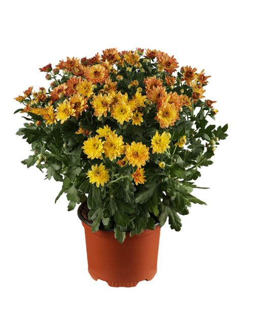 Chrysantheme