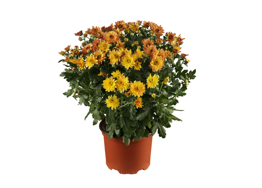 Chrysantheme