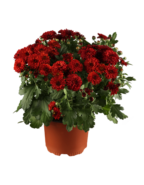 Chrysantheme