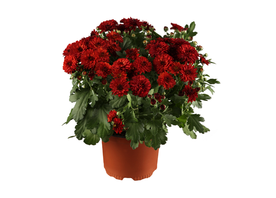 Chrysantheme