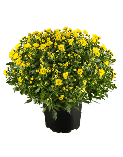Chrysantheme