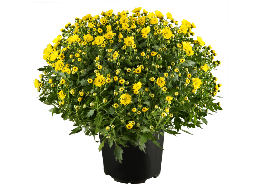 Chrysantheme