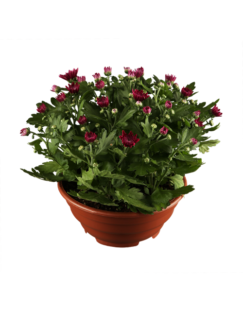 Chrysantheme