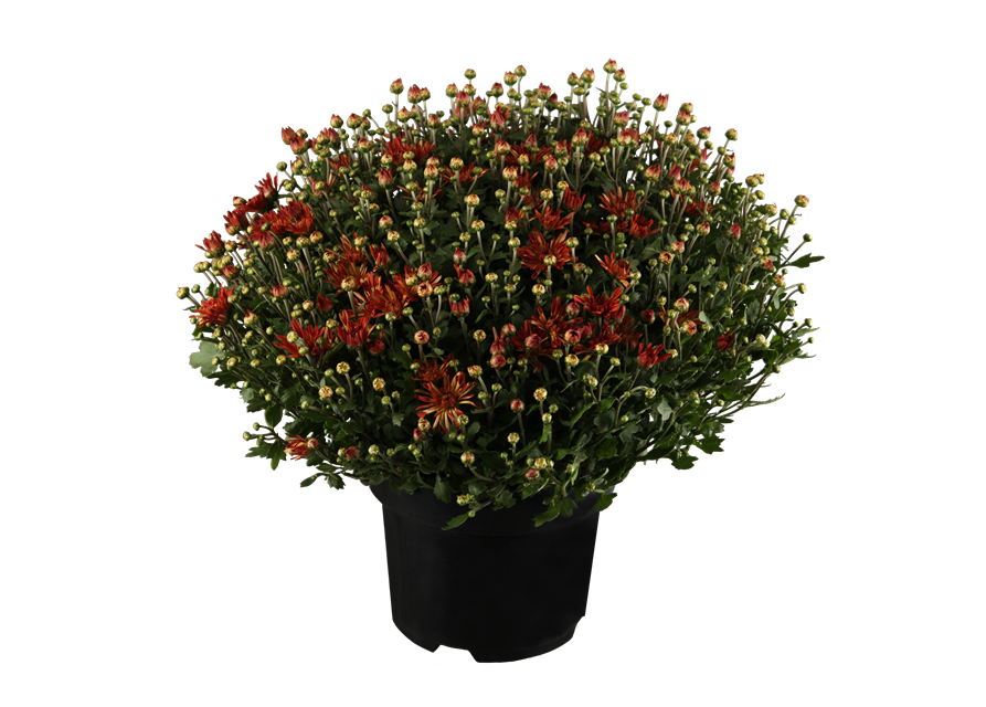 Chrysantheme
