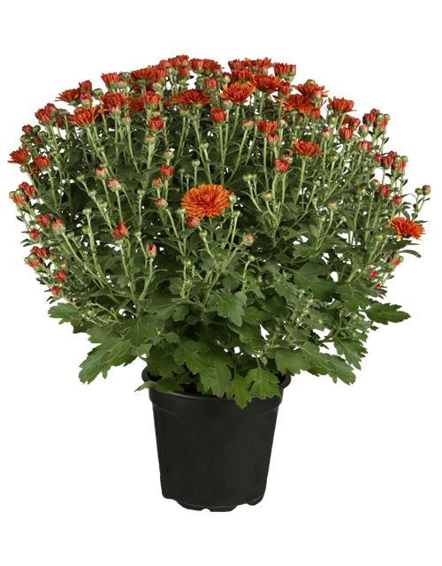 Chrysanthemen Kugel XL