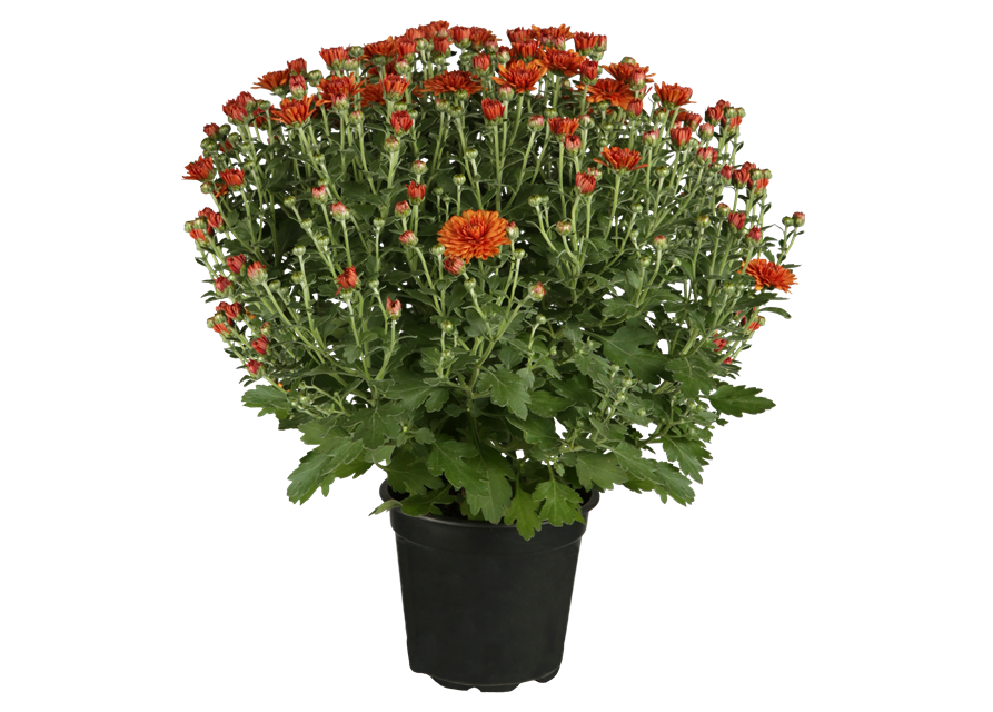 Chrysanthemen Kugel XL
