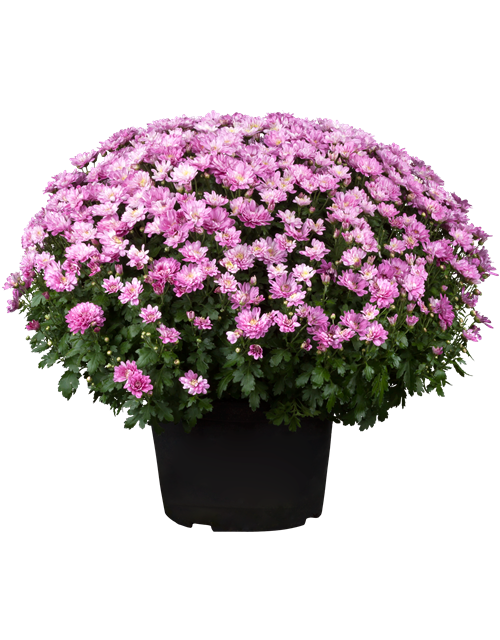 Chrysanthemen Kugel XL
