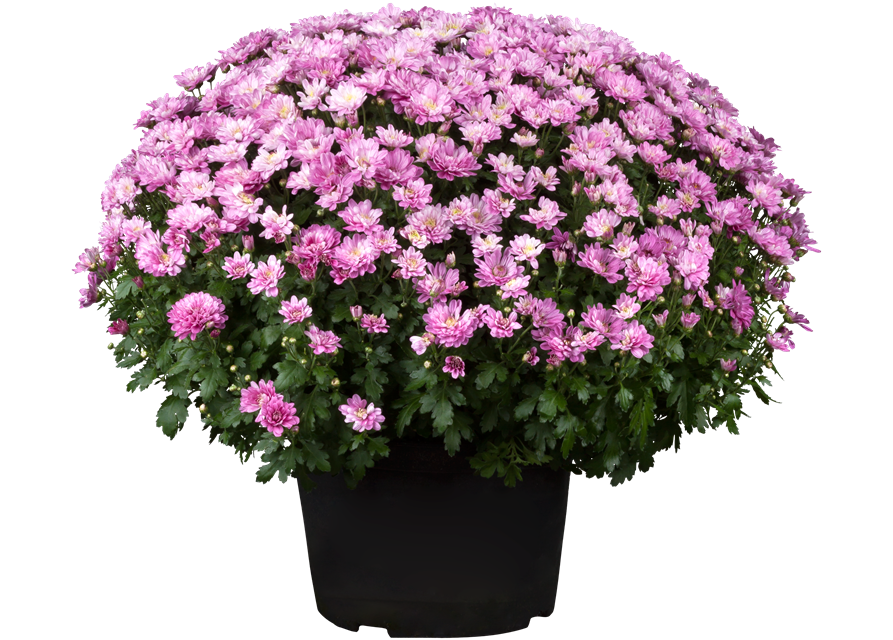 Chrysanthemen Kugel XL