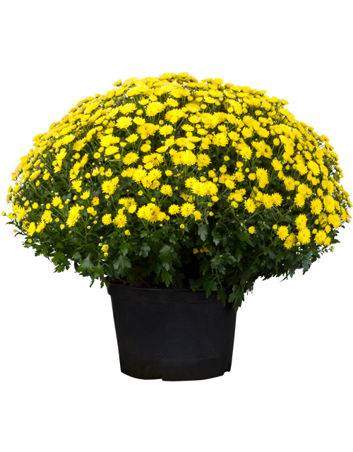 Chrysanthemen Kugel XL