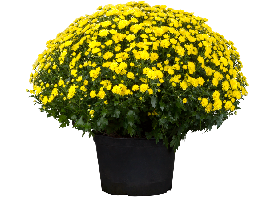 Chrysanthemen Kugel XL