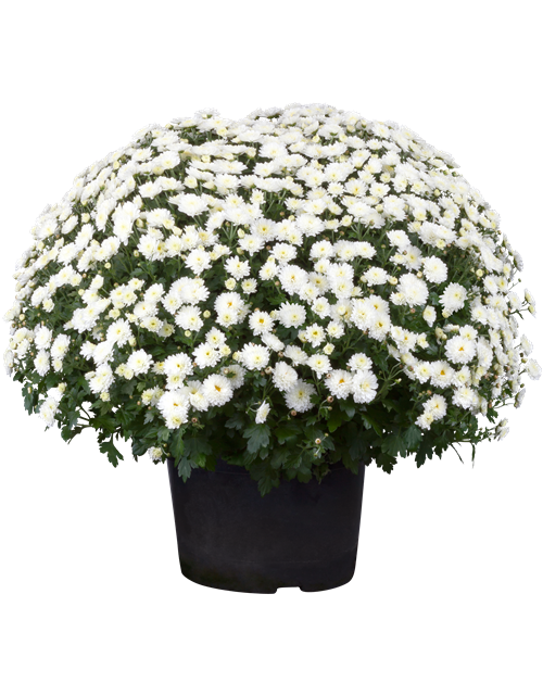 Chrysanthemen Kugel XL