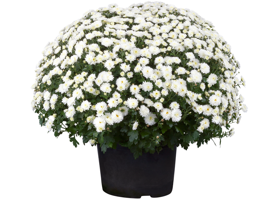 Chrysanthemen Kugel XL