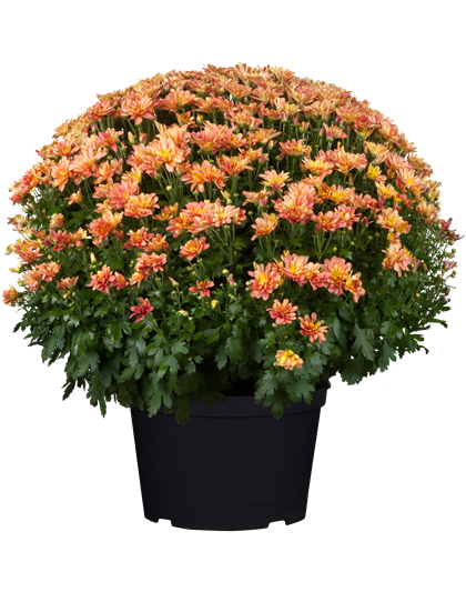 Chrysanthemen Kugel XL