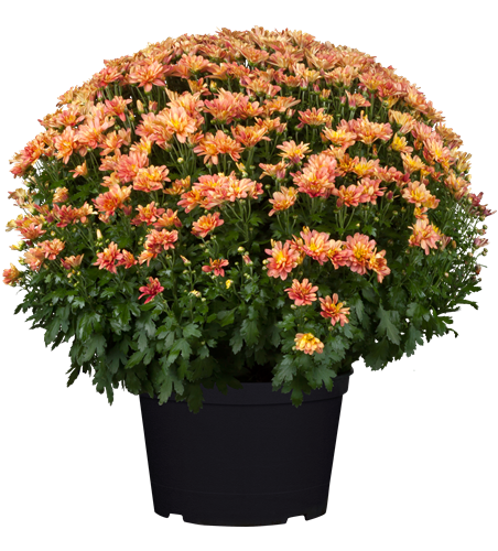Chrysanthemen Kugel XL