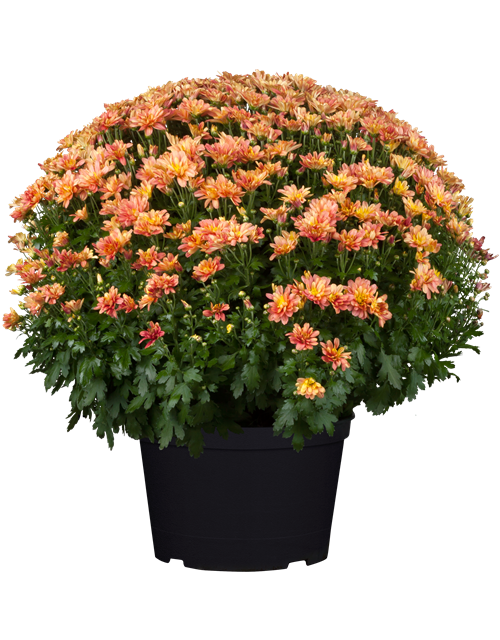 Chrysanthemen Kugel XL