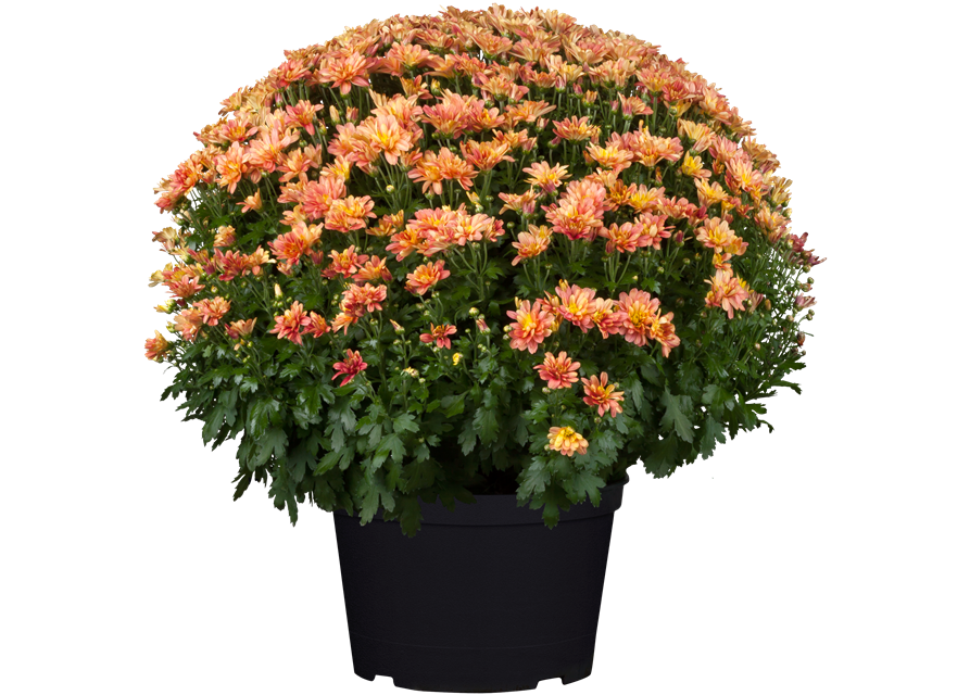 Chrysanthemen Kugel XL