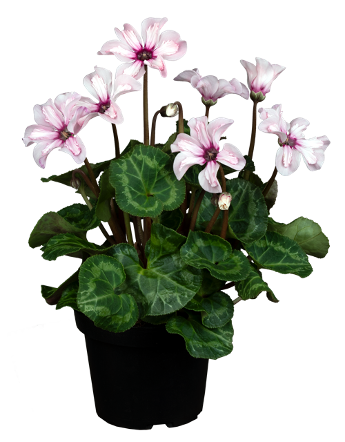 Cyclame persicum ´illusia´ T12