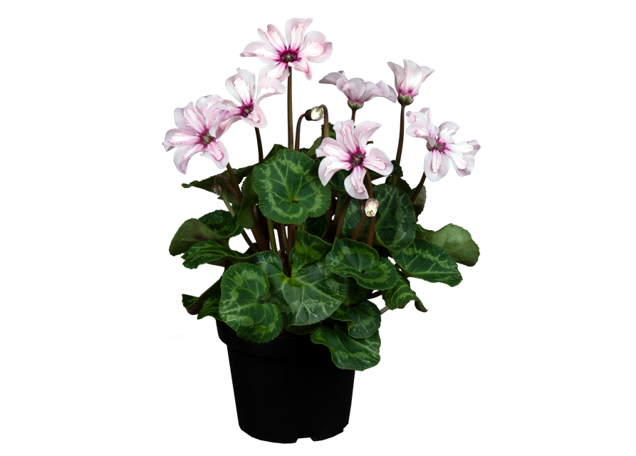 Cyclame persicum ´illusia´ T12