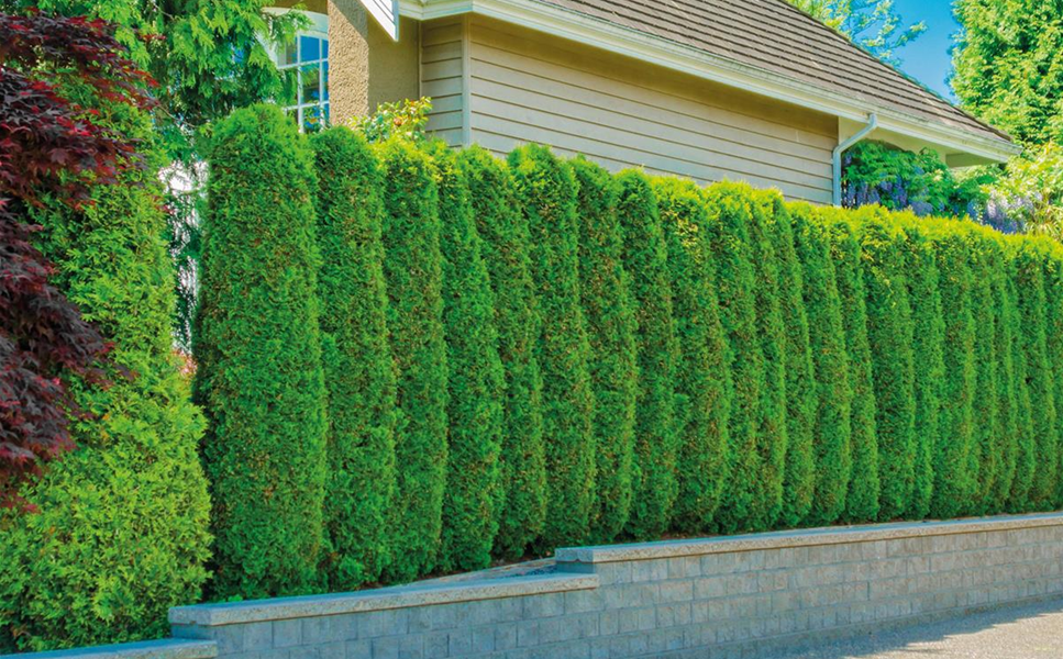 Heckenpflanzen - Die richtige Pflege Heckenpflanzen - Die richtige Pflege
