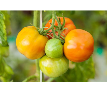 WIE GEHT... OMA'S SUPERFOOD?