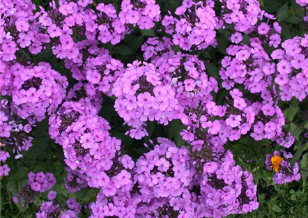 Polsterphlox