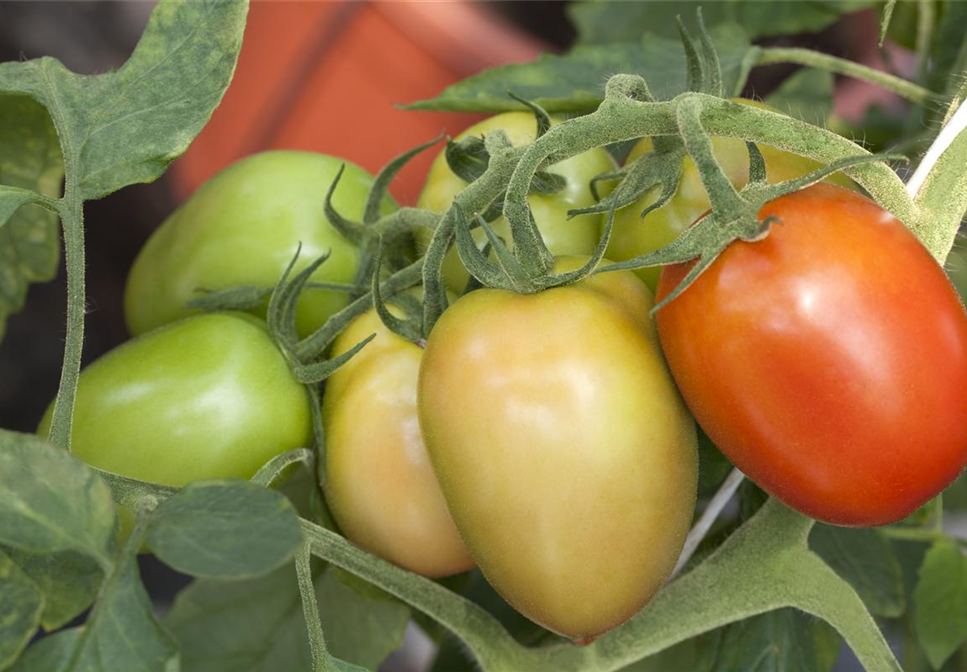 RESISTENTES & TOLERANTES GEMüSE RESISTENTES & TOLERANTES GEMüSE