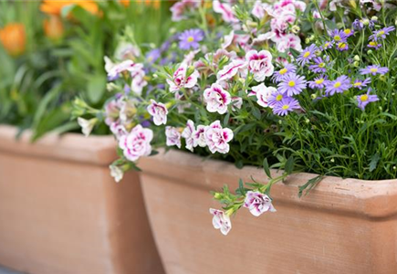 Aktuelle Angebote Aktuelle Angebote