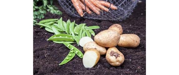 ERNTEDANKFEST  ERNTEDANKFEST