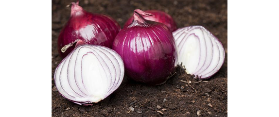 ERNTEDANKFEST  ERNTEDANKFEST